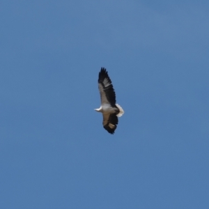 Haliaeetus leucogaster at Wee Jasper, NSW - 31 Mar 2024