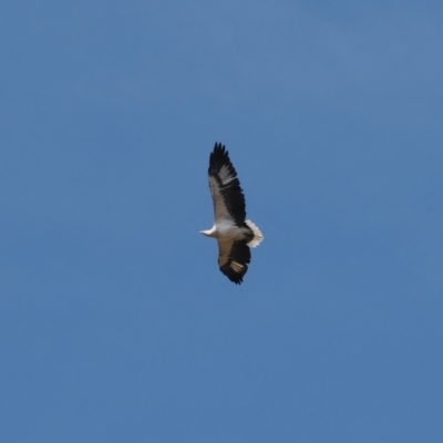 Haliaeetus leucogaster (White-bellied Sea-Eagle) at Wee Jasper, NSW - 31 Mar 2024 by RAllen