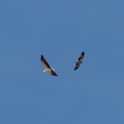 Haliastur sphenurus (Whistling Kite) at Wee Jasper, NSW - 31 Mar 2024 by RAllen