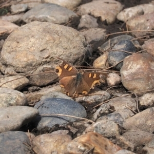 Junonia villida at Wee Jasper, NSW - 31 Mar 2024