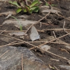 Zizina otis (Common Grass-Blue) at Wee Jasper, NSW - 31 Mar 2024 by RAllen