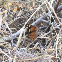 Heteronympha merope (Common Brown Butterfly) at Wee Jasper, NSW - 28 Mar 2024 by RAllen