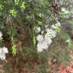 Kunzea ambigua (White Kunzea) at Coree, ACT - 23 Nov 2023 by dwise