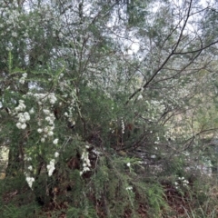 Kunzea ambigua at Cotter Reserve - 24 Nov 2023