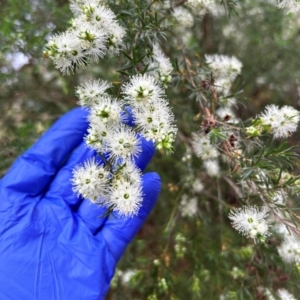 Kunzea ambigua at Cotter Reserve - 24 Nov 2023