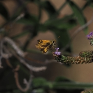 Ocybadistes walkeri at Wee Jasper, NSW - 28 Mar 2024