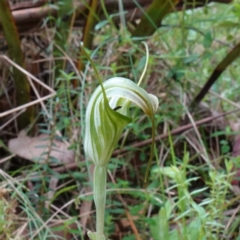 Diplodium decurvum (Summer greenhood) at Harolds Cross, NSW - 21 Feb 2024 by RobG1