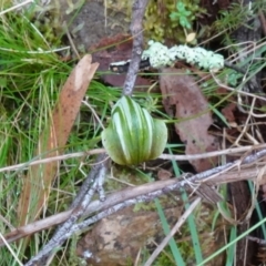 Diplodium decurvum at Tallaganda State Forest - 21 Feb 2024