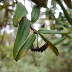 Pittosporum bicolor (Banyalla) at Harolds Cross, NSW - 21 Feb 2024 by RobG1