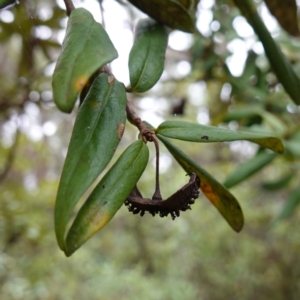 Pittosporum bicolor at QPRC LGA - 21 Feb 2024