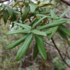 Pittosporum bicolor at QPRC LGA - 21 Feb 2024