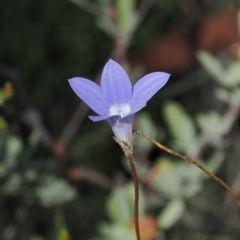 Wahlenbergia stricta subsp. stricta (Tall Bluebell) at Booth, ACT - 26 Mar 2024 by RAllen