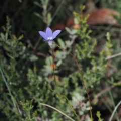 Wahlenbergia stricta subsp. stricta at Namadgi National Park - 26 Mar 2024 01:28 PM