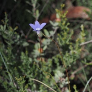 Wahlenbergia stricta subsp. stricta at Namadgi National Park - 26 Mar 2024 01:28 PM