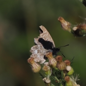 Theclinesthes serpentata at Namadgi National Park - 26 Mar 2024