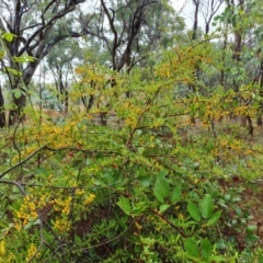 Pyracantha crenulata (Firethorn) at O'Malley, ACT - 6 Apr 2024 by Mike