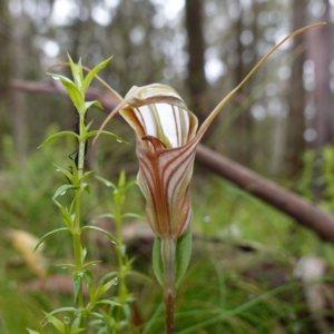 Diplodium coccinum at Tallaganda State Forest - 21 Feb 2024