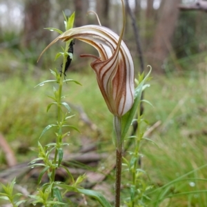 Diplodium coccinum at Tallaganda State Forest - 21 Feb 2024