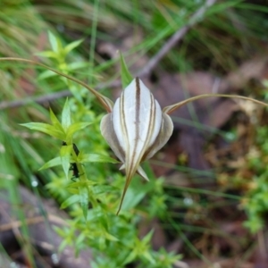 Diplodium coccinum at Tallaganda State Forest - 21 Feb 2024