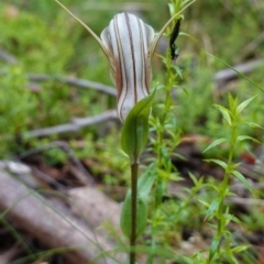 Diplodium coccinum at Tallaganda State Forest - 21 Feb 2024