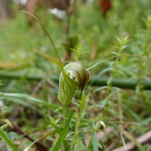 Diplodium decurvum at Tallaganda State Forest - suppressed