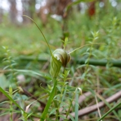 Diplodium decurvum at Tallaganda State Forest - suppressed