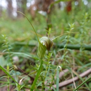 Diplodium decurvum at Tallaganda State Forest - suppressed