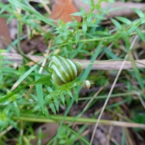 Diplodium decurvum at Tallaganda State Forest - suppressed