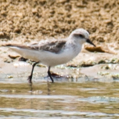 Calidris ruficollis (Red-necked Stint) at Breamlea, VIC - 13 Nov 2018 by Petesteamer