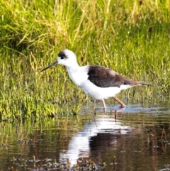 Himantopus leucocephalus (Pied Stilt) at Breamlea, VIC - 7 Jun 2022 by Petesteamer