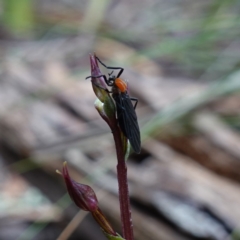 Plecia sp. (genus) (Lovebug Fly) at QPRC LGA - 21 Feb 2024 by RobG1