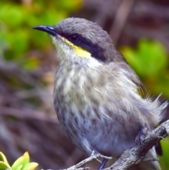 Gavicalis virescens (Singing Honeyeater) at Breamlea, VIC - 17 Mar 2018 by Petesteamer