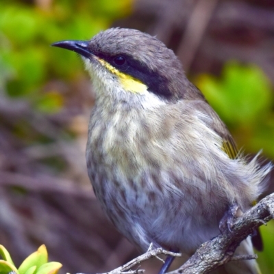 Gavicalis virescens (Singing Honeyeater) at Breamlea, VIC - 17 Mar 2018 by Petesteamer