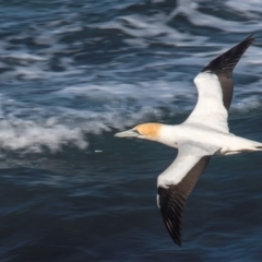 Morus serrator (Australasian Gannet) at Torquay, VIC - 8 Jul 2021 by Petesteamer