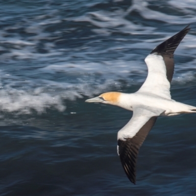 Morus serrator (Australasian Gannet) at Torquay, VIC - 8 Jul 2021 by Petesteamer