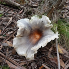 Omphalotus nidiformis (Ghost Fungus) at Captains Flat, NSW - 21 Feb 2024 by RobG1