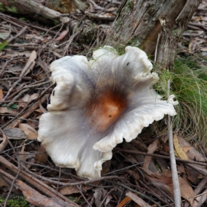 Omphalotus nidiformis at QPRC LGA - suppressed