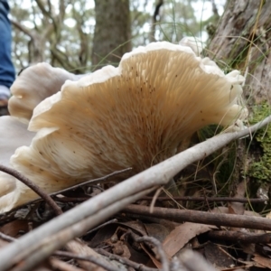 Omphalotus nidiformis at QPRC LGA - suppressed