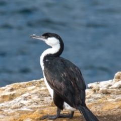 Phalacrocorax fuscescens (Black-faced Cormorant) at Jan Juc, VIC - 20 May 2019 by Petesteamer