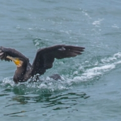 Phalacrocorax carbo (Great Cormorant) at Torquay, VIC - 10 Feb 2019 by Petesteamer