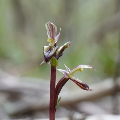 Acianthus exsertus (Large Mosquito Orchid) at Captains Flat, NSW - 21 Feb 2024 by RobG1