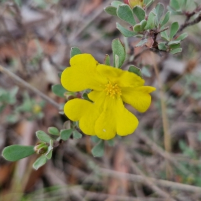 Hibbertia obtusifolia (Grey Guinea-flower) at Bannister, NSW - 6 Apr 2024 by trevorpreston