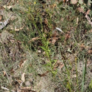 Senecio diaschides at Namadgi National Park - 26 Mar 2024 01:25 PM