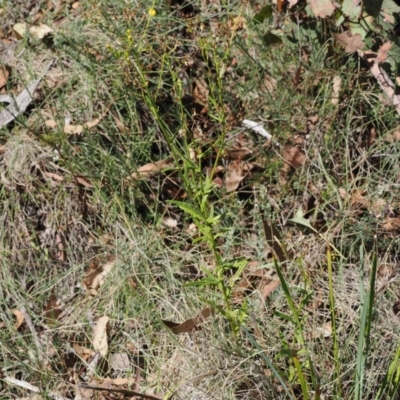 Senecio diaschides (Erect Groundsel) at Booth, ACT - 26 Mar 2024 by RAllen