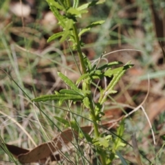 Senecio diaschides at Namadgi National Park - 26 Mar 2024 01:25 PM