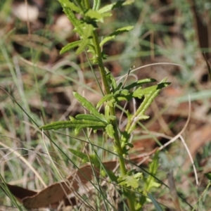 Senecio diaschides at Namadgi National Park - 26 Mar 2024 01:25 PM