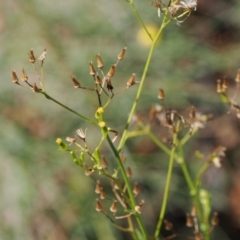 Senecio diaschides at Namadgi National Park - 26 Mar 2024 01:25 PM