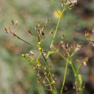 Senecio diaschides at Namadgi National Park - 26 Mar 2024 01:25 PM