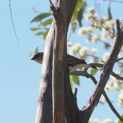 Stagonopleura guttata (Diamond Firetail) - 1 Jan 1900 by RAllen