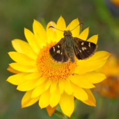 Dispar compacta (Barred Skipper) at Captains Flat, NSW - 21 Feb 2024 by RobG1